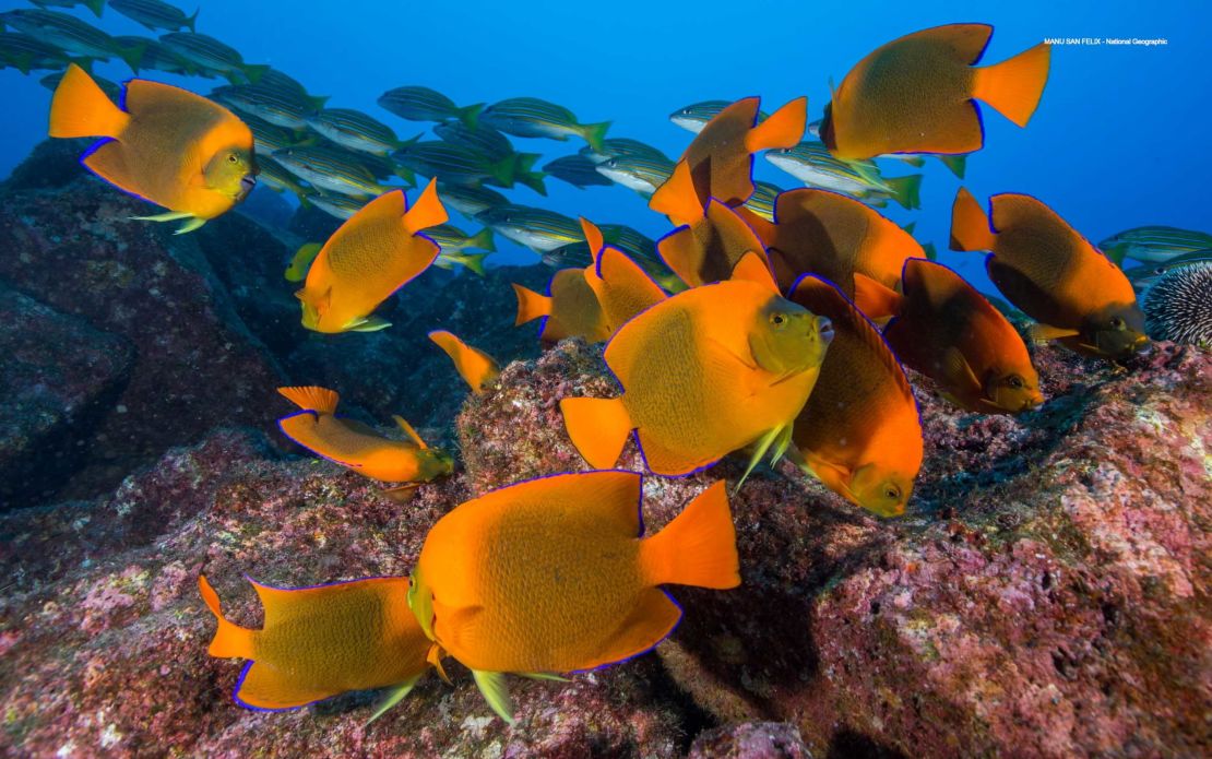 Coral Fish Hawaii: A Legacy of Marine Passion and Ocean Beauty